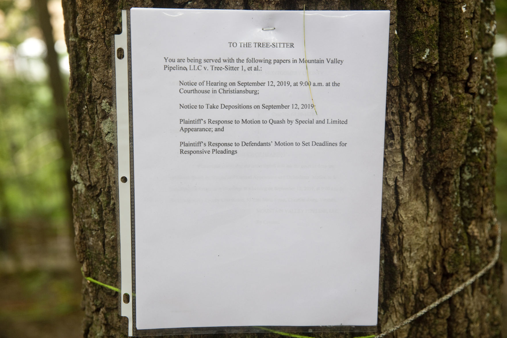 One-year anniversary of tree-sit